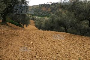 Terreno Agricolo Pianella [A4344719]