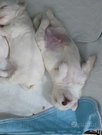 Cuccioli maltese mini toy