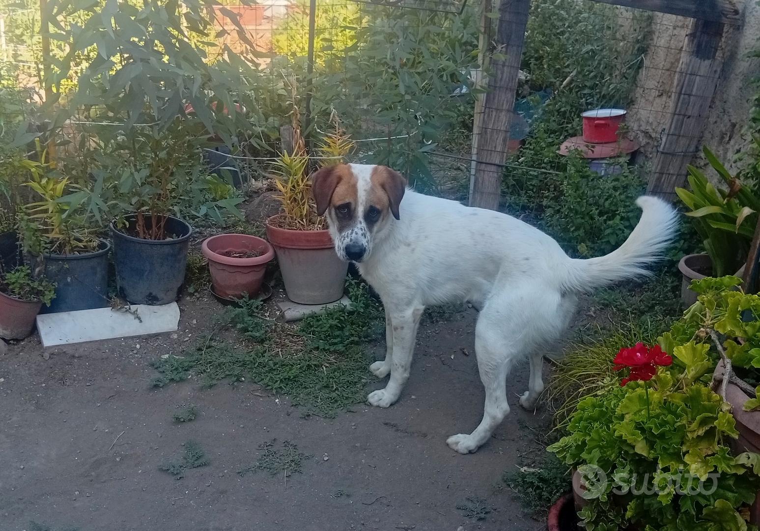 Cane maschio b.e.l.l.i.s.s.i.m.o