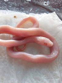 Panterophis Guttatus Scaleless e Het Scaleless