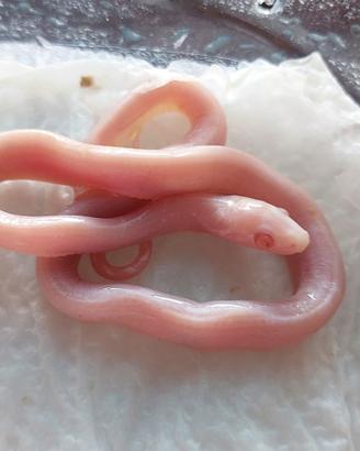 Panterophis Guttatus Scaleless e Het Scaleless