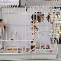 Canarini Arlecchino portoghese