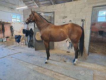 Cavalla psi