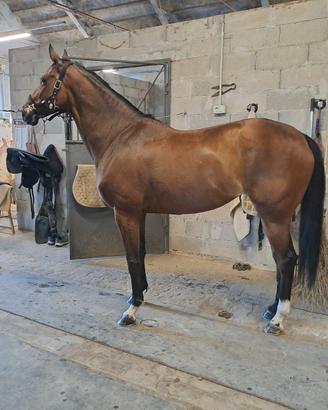 Cavalla psi