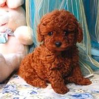 Barboncini Red TEACUP Anche in 12 Rate