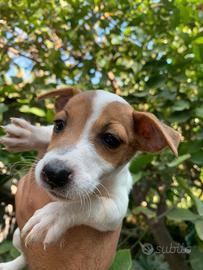 Cuccioli di jeechk russell