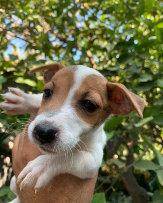 Cuccioli di jeechk russell