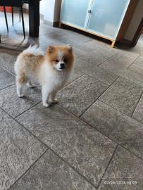Spriz pomerania Nano