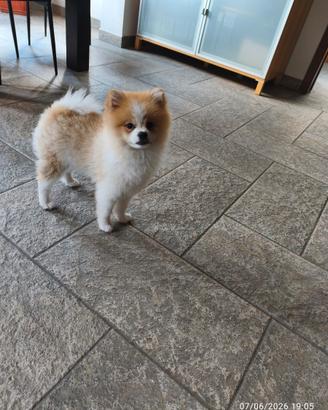 Spriz pomerania Nano