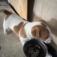 Jack russel