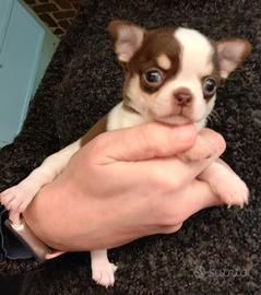 Chihuahua cucciolo maschio