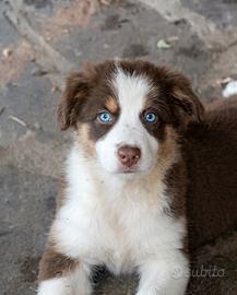 Pastore australiano Australian Shepherd pedigree