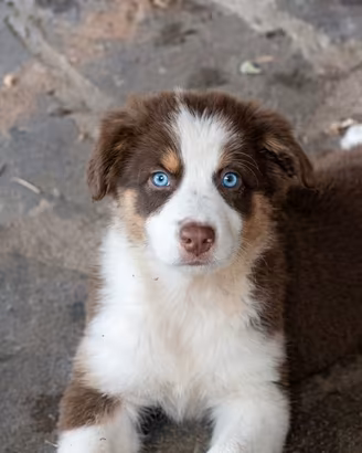 Pastore australiano Australian Shepherd pedigree