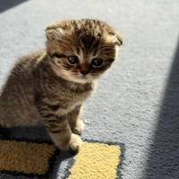 Gattini di razza Scottish Fold e Scottish Straight