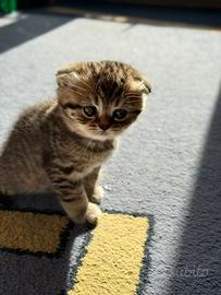 Gattini di razza Scottish Fold e Scottish Straight