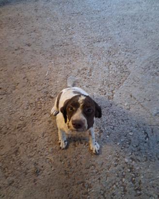 Lagotto romagnolo