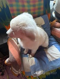 Cucciola di Maremmano