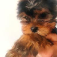 Cucciolo di Yorkshire