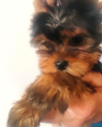 Cucciolo di Yorkshire