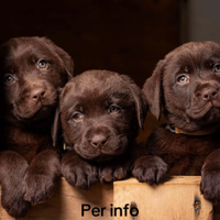 Cuccioli di labrador cioccolato