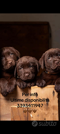 Cuccioli di labrador cioccolato