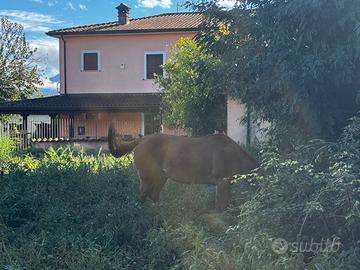 Cavallo quarter castrone