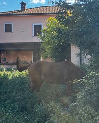 Cavallo quarter castrone