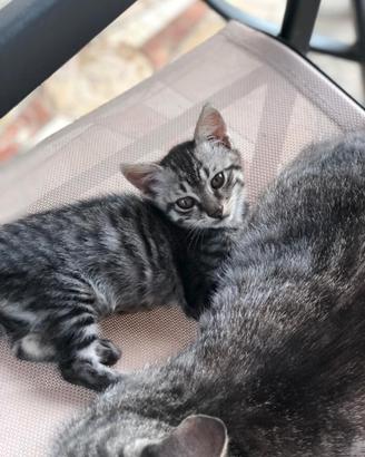 Gatto cucciolo