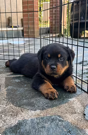 Rottweiler