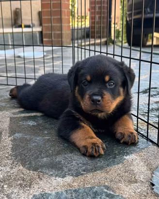 Rottweiler