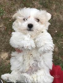 Maltese toy