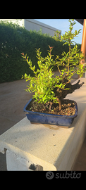 bonsai di melograno shohin