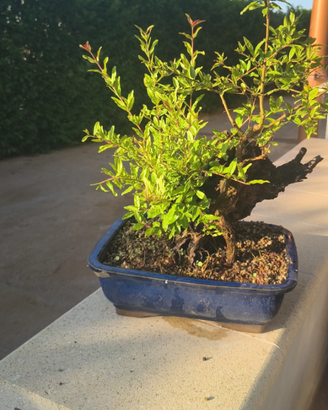 bonsai di melograno shohin