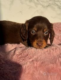 Splendida cucciola di Bassotto a pelo lungo
