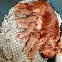Cuciolate di cavalier king