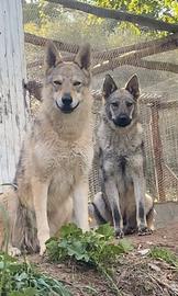 Cuccioli lupo cecoslovacco
