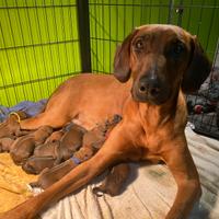 Cuccioli di Rhodesian Ridgeback con pedigree