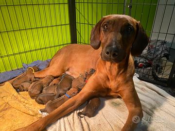 Cuccioli di Rhodesian Ridgeback con pedigree
