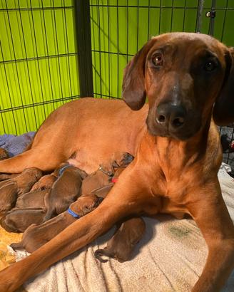 Cuccioli di Rhodesian Ridgeback con pedigree