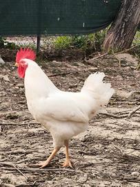 Gallo livornese