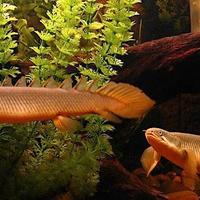 Polypterus Senegalus Adulto - Pesce Preistorico