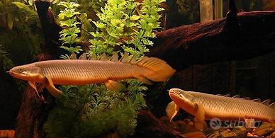 Polypterus Senegalus Adulto - Pesce Preistorico
