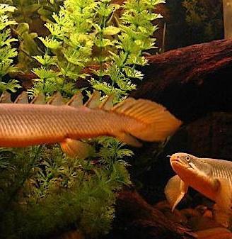 Polypterus Senegalus Adulto - Pesce Preistorico