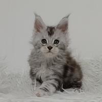 Maine Coon femmina - Ohara