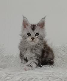 Maine Coon femmina - Ohara