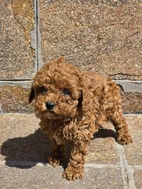 Barboncini toy e mini toy