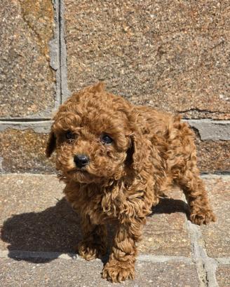 Barboncini toy e mini toy