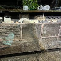 Gabbia per pulcini/quaglie