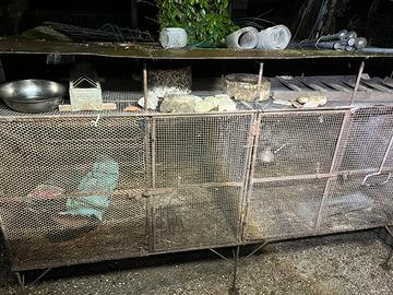 Gabbia per pulcini/quaglie