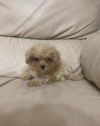Barboncino maltipoo toy